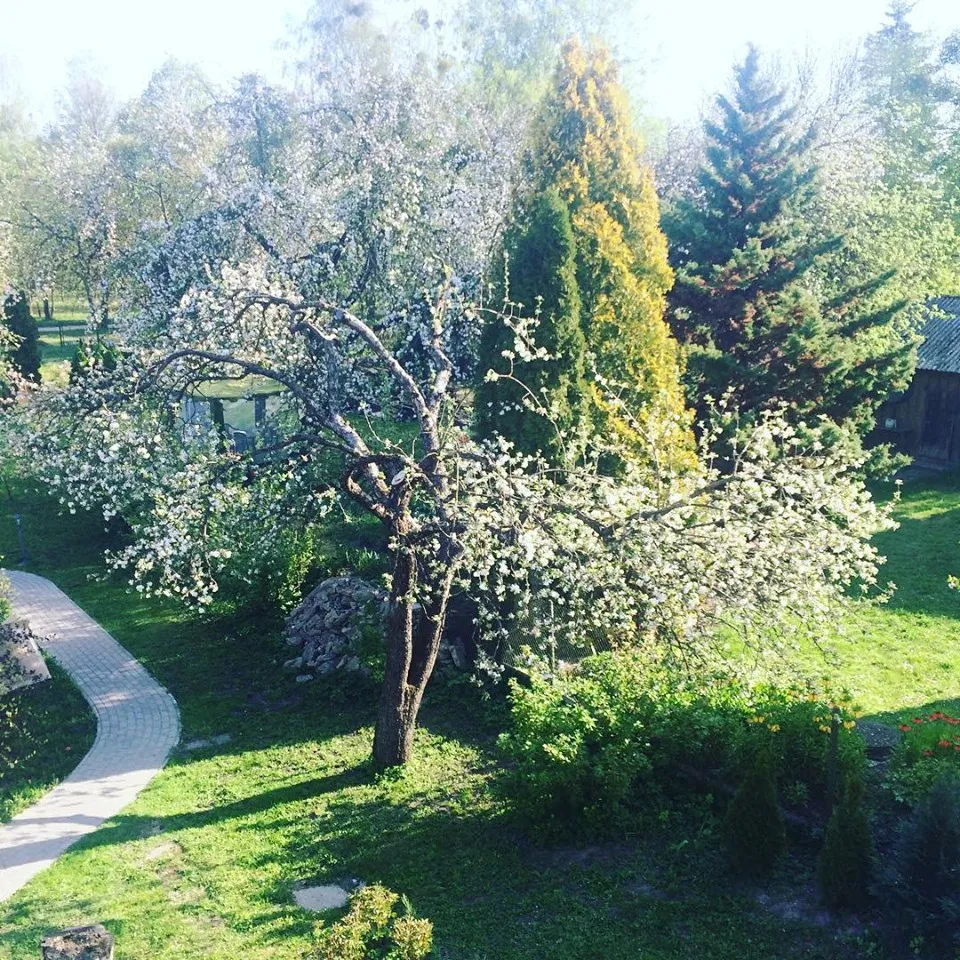 Sodas su obelimis ir kepsninės zona